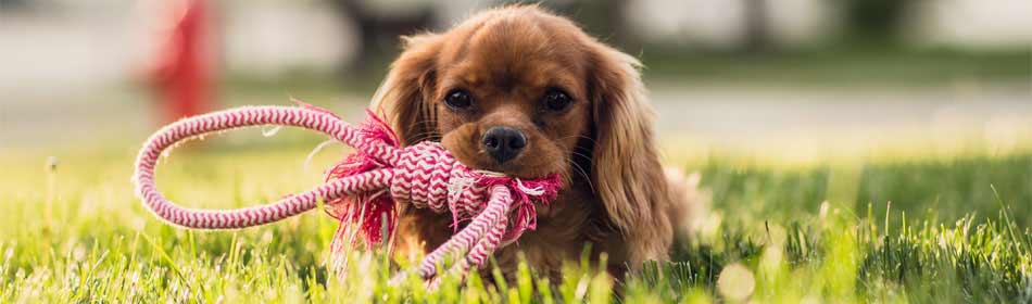 Pet sitters, dog walkers in the Horsham, Montgomery County PA area